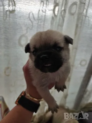 🐾 Очарователни бебета мопс търсят своите любящи семейства! 🐾, снимка 5 - Мопс - 55419722