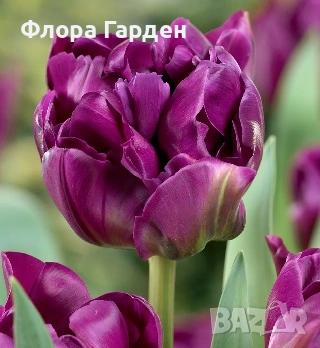 Луковици ЛАЛЕТА - Предварителни поръчки, снимка 2 - Сортови семена и луковици - 55089386