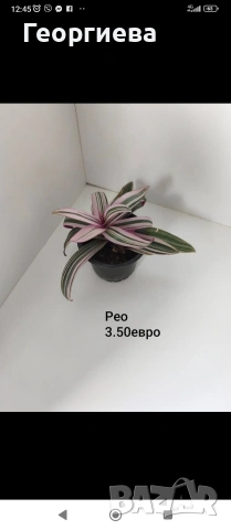 декоративно листни растения 