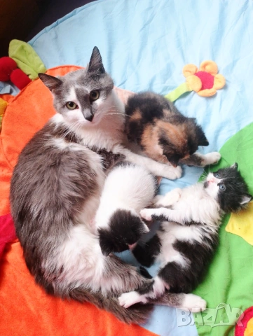 Перник 3 котета търсят нов дом , снимка 2 - Други - 54776455