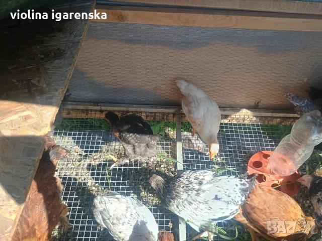 ярки и пилета , снимка 5 - Кокошки и пуйки - 54261403