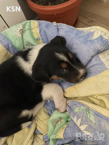 Кученце , снимка 9 - Други - 54062932