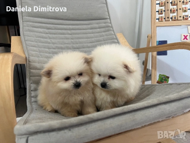 Померани, снимка 3 - Померан - 54351131