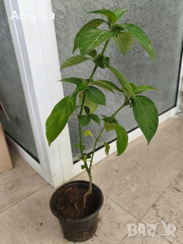 Barleria cristata филипинска виолетка, снимка 2 - Стайни растения - 55045767