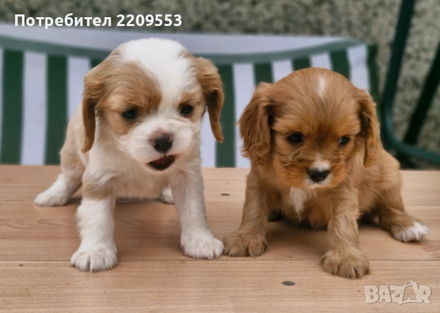 Кавалер Кинг Чарлз Шпаньол, снимка 3 - Кавалер кинг чарлз шпаньол - 54255713