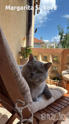 коте за осиновяване