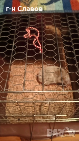 Африканско Таралежче с оборудване и храна. , снимка 8 - Таралеж - 54201276