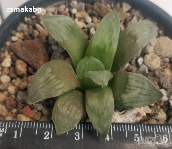 Хавортия Haworthia mutica cv Byakuya Midnight Sun Сукулентно растение 6-7 см, снимка 2 - Градински цветя и растения - 54440848