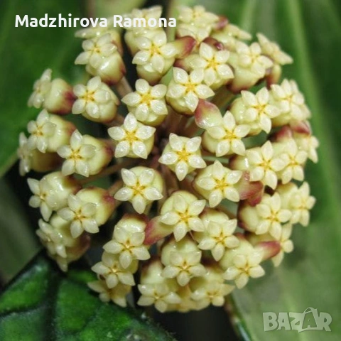 Hoya Хоя Svetlana 