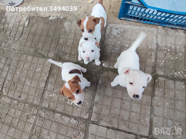 Джак Ръсел Териер , снимка 2 - Джак ръсел териер - 54012486