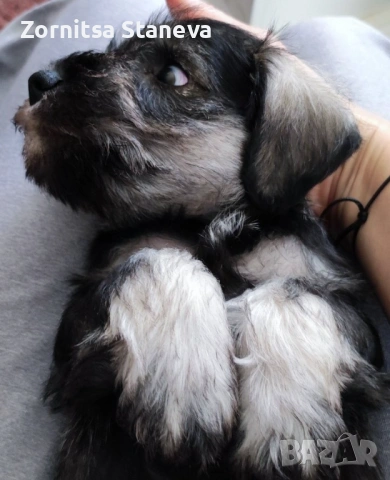 Мини (цверг) шнауцер