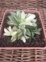Рядка Вариегатна Хавортия (Haworthia retusa f. variegata) – Колекционерска, снимка 3
