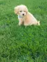 Малтипу -Maltipoo, снимка 3