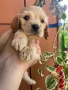 Кокер шпаньол момче и момиче, снимка 4