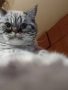 табй котета , снимка 4
