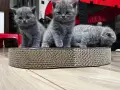 британски чистокръвни,късокосмеати котета , снимка 5