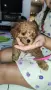 Той пудел Toy poodle, снимка 9