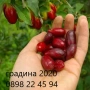 Дрян – Фиданки | Сорт Джолико, снимка 1