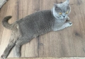 Британска котка, снимка 4