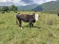 Био Месо 100% , Пасищно отглеждани Телета ! , снимка 2