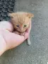 Подарявам котенца , снимка 2