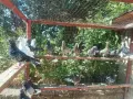 Продавам пазарджишки гълъби, снимка 1