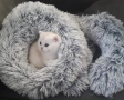Много Красиво Котенце .Момченце като Меченце, снимка 3