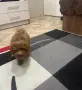 Мини пудел……….., снимка 11