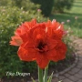 Амарилис Amarylis Tika Collection, снимка 1