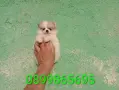 Померани. Снимки от днес !, снимка 3