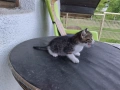 4-ри страхотни котенца!, снимка 6
