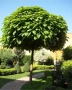 Каталпа, Catalpa bignonioides, снимка 1