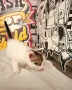 Подарява се малко котенце – спешно търси дом!, снимка 5