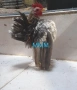 Пиленца и яйца от Малайска Серама , снимка 2