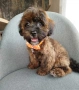 Shih poo /Mini poodle, снимка 2