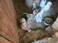 Продавам бреговски джинки, снимка 1