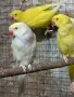 продавам малки александри , снимка 2