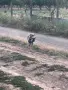 Ваймаранер мъжко, снимка 4
