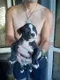 🐶 Продавам красиви Американски Питбул кученца - 8 броя, 2 месеца, снимка 5