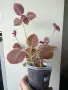 Еписция, episcia - La Soledad Bronze, снимка 2