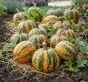 Голи тиквени семки сорт Олга, сурови, снимка 3