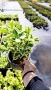 Евонимус Браво, Euonymus japonicus Bravo, снимка 11