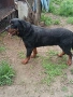 Ротвайлер мъжки , снимка 2
