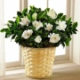 Гардения / Gardenia “Jasminoides”, снимка 5