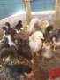 Продавам пиленца "Амрок" Брама" и "Селски", снимка 5