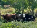 Продавам крави и телета с. Брест област Плевен, снимка 3