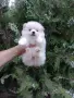 Бяло момченце. Померан. , снимка 3