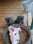 Бебета кане корсо, снимка 3