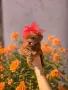Пудел Той / Poodle toy/, снимка 3
