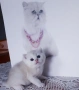 ТОП ГЕРГЬОВДЕНСКА ЦЕНА.ЕЛИТНИ КОТЕНЦА, снимка 2